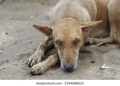 Danville Police Investigate Animal Abuse at Local Pet Business